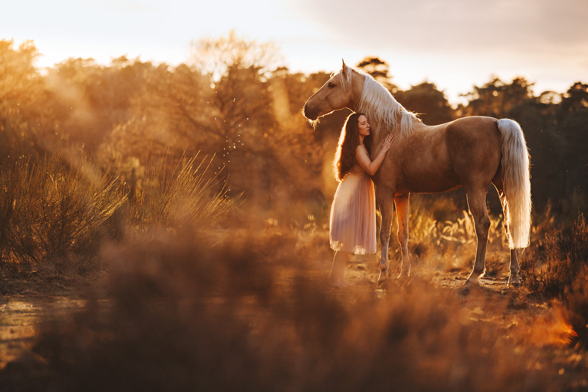Palominohengst Sunny & Chiara an einem sonnigen Abend im März