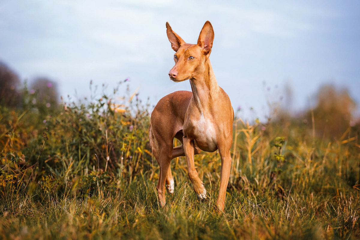 Kundenfotoshootings mit Hunden » Anna Panke • Pferde und