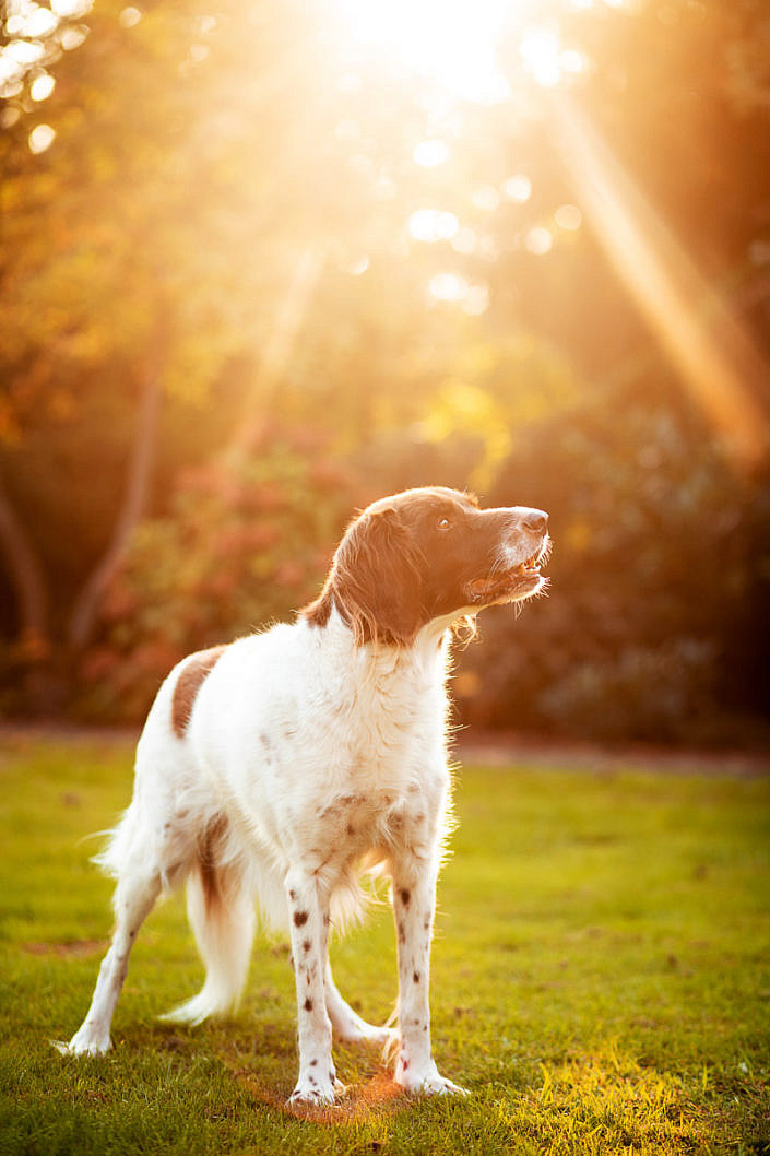 Kundenfotoshootings mit Hunden » Anna Panke • Pferde und