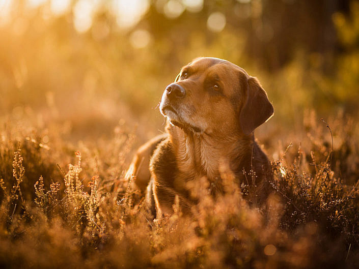 Kundenfotoshootings mit Hunden » Anna Panke • Pferde und