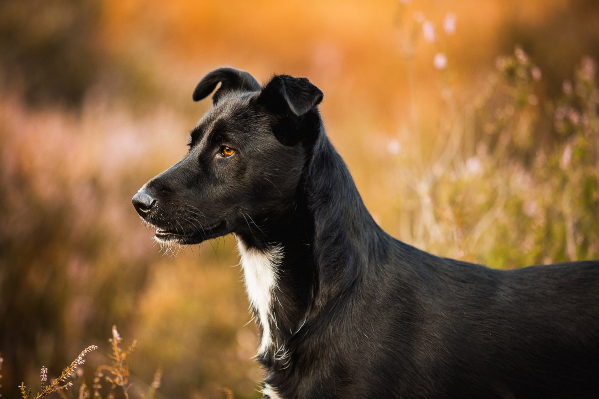 Fotoshooting mit Hund » Anna Panke • Pferde und Hundefotografin in NRW